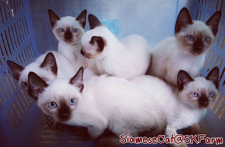 (เปิดจองลูกแมววิเชียรมาศ) แมวมงคลไทยโบราณ Siamese Cat รูปที่ 7