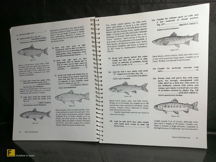 หนังสือ How to Know the Freshwater Fishes ปีค.ศ. 1978 รวมปลาน้ำจืดโซนอเมริกา  หนังสือปลา รูปที่ 9