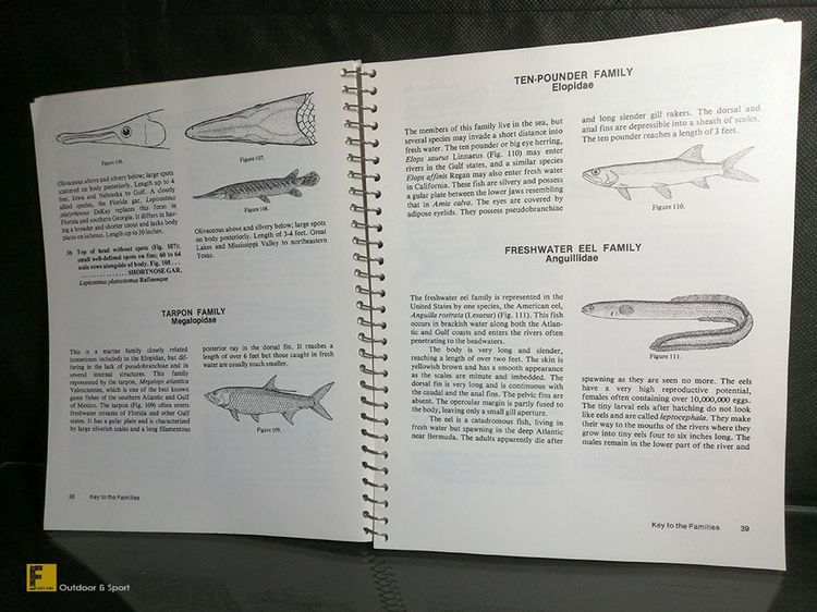หนังสือ How to Know the Freshwater Fishes ปีค.ศ. 1978 รวมปลาน้ำจืดโซนอเมริกา  หนังสือปลา รูปที่ 8