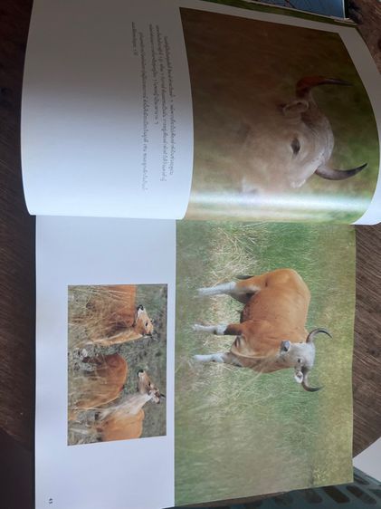หนังสือสารคดีเก่า รูปที่ 14
