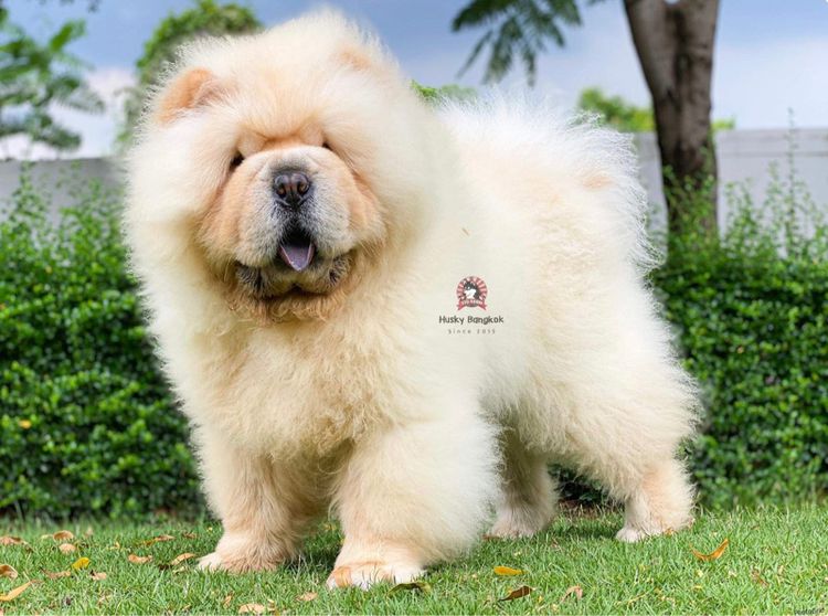 เชาว์เชาว์ เกรดนำเข้า พร้อมใบ รูปที่ 4