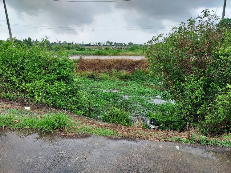 ขายที่ดินติดถนนติดคลอง ต.คูบางหลวง อ.ลาดหลุมแก้ว จ.ปทุมธานี 23 ไร่ 25 ตรว รูปที่ 3
