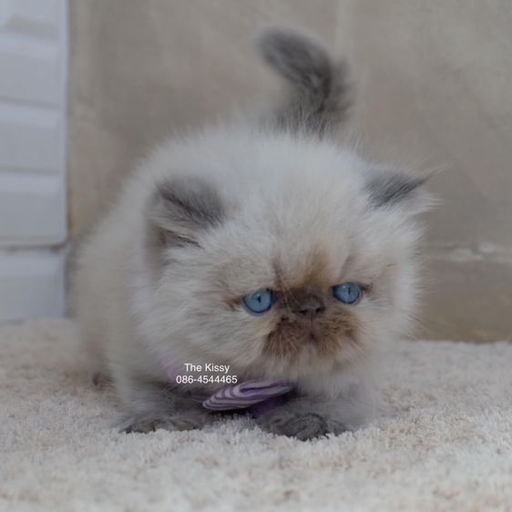SOLD ขายแล้ว น้องนับเงิน Exotic Longhair เอ็กซ์โซติกขนยาว สีหิมาลายัน บลูครีมพ้อย ตาสีฟ้า พ้อยครบ 9 จุด รูปที่ 7