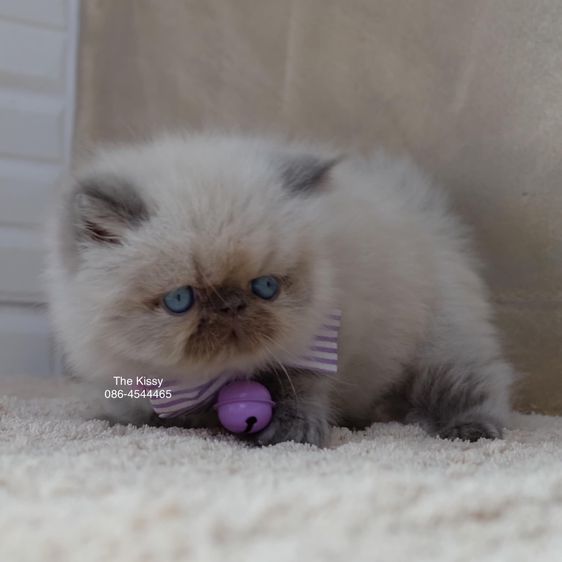SOLD ขายแล้ว น้องนับเงิน Exotic Longhair เอ็กซ์โซติกขนยาว สีหิมาลายัน บลูครีมพ้อย ตาสีฟ้า พ้อยครบ 9 จุด รูปที่ 2