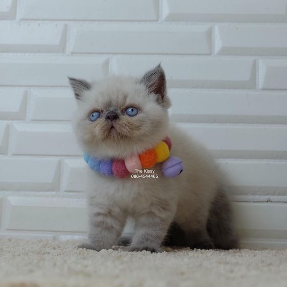 SOLD ขายแล้วน้องพบรัก Exotic shorthair  เอ็กซ์โซติกช๊อตแฮร์ สีหิมาลายัน บลูพ้อย ตาสีฟ้า พ้อยครบ 9 จุด โอยยยสวยจ้าสวย รูปที่ 2