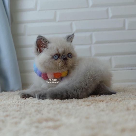 SOLD ขายแล้วน้องพบรัก Exotic shorthair  เอ็กซ์โซติกช๊อตแฮร์ สีหิมาลายัน บลูพ้อย ตาสีฟ้า พ้อยครบ 9 จุด โอยยยสวยจ้าสวย รูปที่ 5
