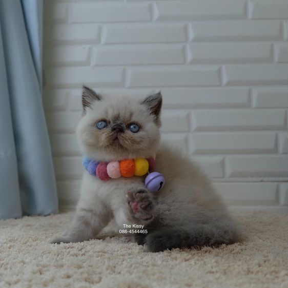 SOLD ขายแล้วน้องพบรัก Exotic shorthair  เอ็กซ์โซติกช๊อตแฮร์ สีหิมาลายัน บลูพ้อย ตาสีฟ้า พ้อยครบ 9 จุด โอยยยสวยจ้าสวย รูปที่ 4