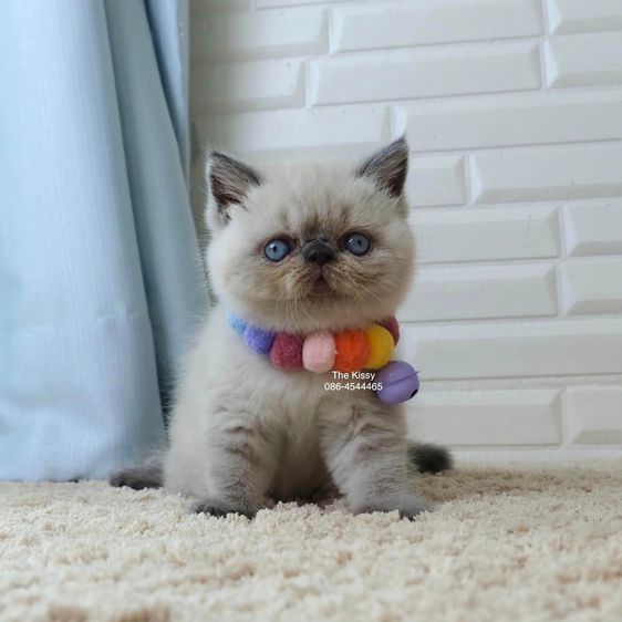 SOLD ขายแล้วน้องพบรัก Exotic shorthair  เอ็กซ์โซติกช๊อตแฮร์ สีหิมาลายัน บลูพ้อย ตาสีฟ้า พ้อยครบ 9 จุด โอยยยสวยจ้าสวย รูปที่ 3