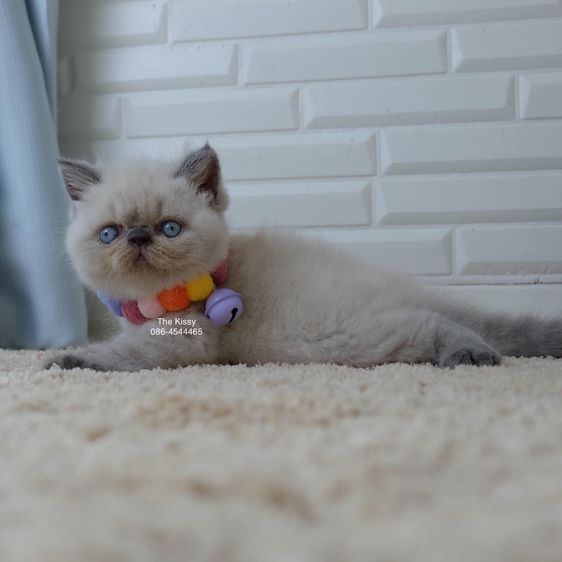 SOLD ขายแล้วน้องพบรัก Exotic shorthair  เอ็กซ์โซติกช๊อตแฮร์ สีหิมาลายัน บลูพ้อย ตาสีฟ้า พ้อยครบ 9 จุด โอยยยสวยจ้าสวย รูปที่ 6