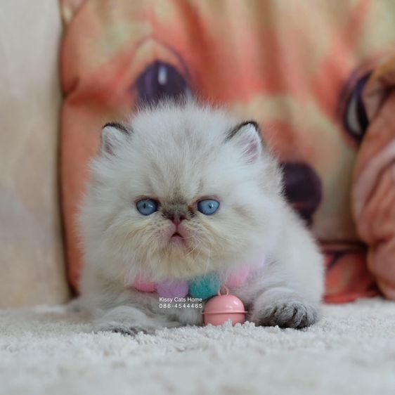 SOLD ขายแล้ว น้องมูมู่ Exotic Longhair  เอ็กซ์โซติกขนยาว สีหิมาลายัน ช็อคโกแลตลิ้งซ์พ้อย ตาสีฟ้า พ้อยครบ 9 แต้มสวยจ้าสวย รูปที่ 5