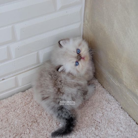 SOLD ขายแล้ว น้องมูมู่ Exotic Longhair  เอ็กซ์โซติกขนยาว สีหิมาลายัน ช็อคโกแลตลิ้งซ์พ้อย ตาสีฟ้า พ้อยครบ 9 แต้มสวยจ้าสวย รูปที่ 4