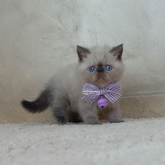 SOLD ขายแล้วน้องแต้มหล่อ Exotic shorthair เอ็กซ์โซติกช๊อตแฮร์ สีหิมาลายัน บลูพ้อย ตาสีฟ้า พ้อยครบ 9 แต้ม  รูปที่ 7