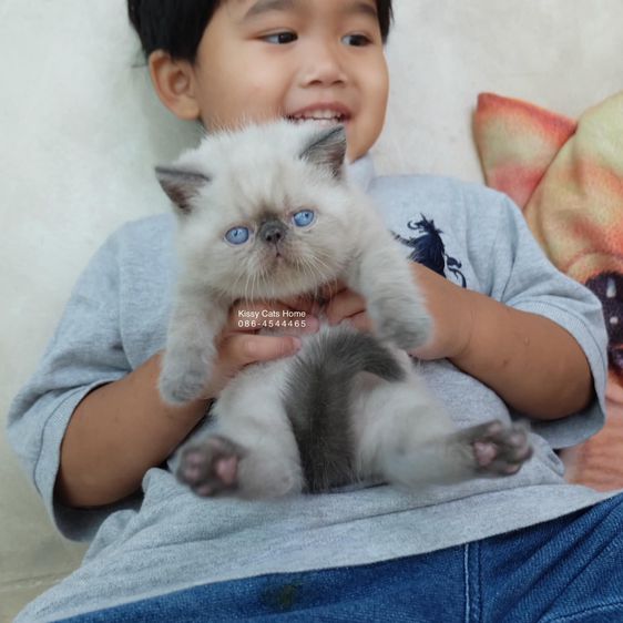 SOLD ขายแล้วน้องแต้มหล่อ Exotic shorthair เอ็กซ์โซติกช๊อตแฮร์ สีหิมาลายัน บลูพ้อย ตาสีฟ้า พ้อยครบ 9 แต้ม  รูปที่ 2