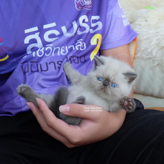 SOLD ขายแล้วน้องแต้มหล่อ Exotic shorthair เอ็กซ์โซติกช๊อตแฮร์ สีหิมาลายัน บลูพ้อย ตาสีฟ้า พ้อยครบ 9 แต้ม  รูปที่ 8