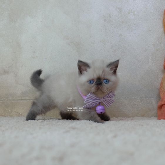 SOLD ขายแล้วน้องแต้มหล่อ Exotic shorthair เอ็กซ์โซติกช๊อตแฮร์ สีหิมาลายัน บลูพ้อย ตาสีฟ้า พ้อยครบ 9 แต้ม  รูปที่ 6