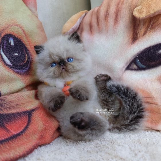 SOLD ขายแล้วน้องฉลาม Exotic Longhair เอ็กซ์โซติกขนยาว สีหิมาลายัน ช็อคโกแลตพ้อย ตาสีฟ้า พ้อยครบ 9 แต้มสวย รูปที่ 7