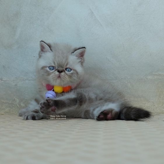 SOLD ขายแล้วน้องเชลด้า Exotic shorthair เอ็กซ์โซติกช๊อตแฮร์ สีหิมาลายัน ช็อคโกแลตลิ้งพ้อย ตาสีฟ้า พ้อยครบ 9 จุด รูปที่ 6