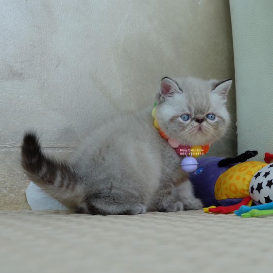 SOLD ขายแล้วน้องเชลด้า Exotic shorthair เอ็กซ์โซติกช๊อตแฮร์ สีหิมาลายัน ช็อคโกแลตลิ้งพ้อย ตาสีฟ้า พ้อยครบ 9 จุด รูปที่ 4