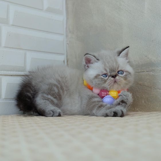SOLD ขายแล้วน้องเชลด้า Exotic shorthair เอ็กซ์โซติกช๊อตแฮร์ สีหิมาลายัน ช็อคโกแลตลิ้งพ้อย ตาสีฟ้า พ้อยครบ 9 จุด รูปที่ 5