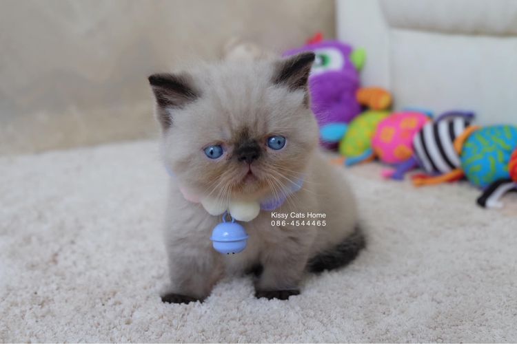 SOLD ขายแล้วน้องจาวิส Exotic shorthair เอ็กซ์โซติกช๊อตแฮร์ สีหิมาลายัน ช็อคโกแลตพ้อย ตาสีฟ้า พ้อยครบ 9 จุด  รูปที่ 2