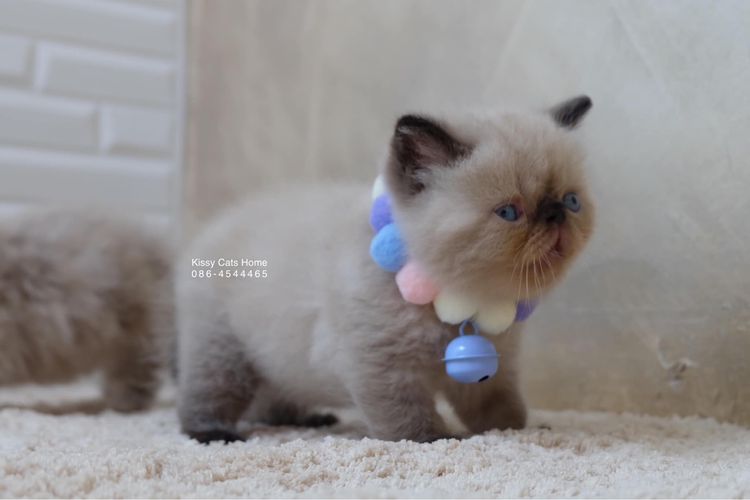 SOLD ขายแล้วน้องจาวิส Exotic shorthair เอ็กซ์โซติกช๊อตแฮร์ สีหิมาลายัน ช็อคโกแลตพ้อย ตาสีฟ้า พ้อยครบ 9 จุด  รูปที่ 10