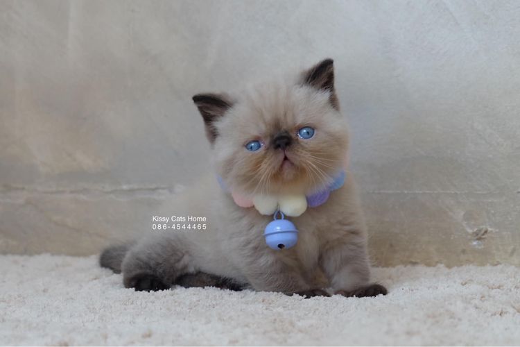 SOLD ขายแล้วน้องจาวิส Exotic shorthair เอ็กซ์โซติกช๊อตแฮร์ สีหิมาลายัน ช็อคโกแลตพ้อย ตาสีฟ้า พ้อยครบ 9 จุด  รูปที่ 6