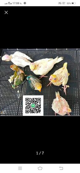 ขายลูกป้อนนกเลิฟเบิร์ด รูปที่ 2