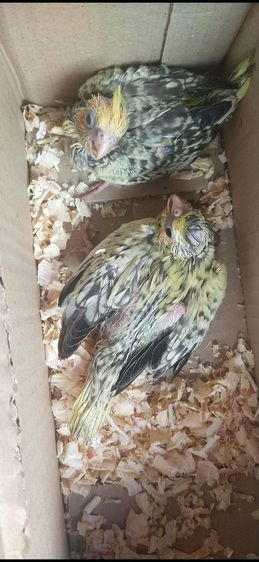 ขายลูกป้อนนกค๊อกคาเทล..สนใจโทร 0929135188 รูปที่ 4