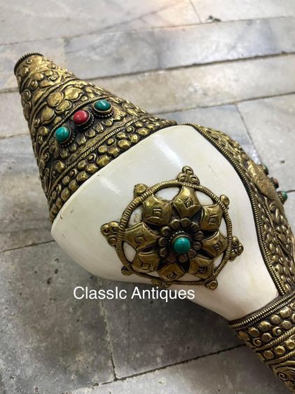 หอยสังข์ เวียนขวาสะสมA4 รูปที่ 3