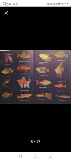 หนัง​สือ​ปกแข็ง​ภาษา​อังกฤษ​ Multi-coloured​Fins​ รูปที่ 4