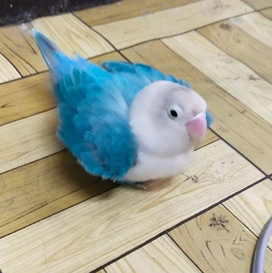 ขายนกเลิฟเบิร์ดสีฟ้าโอพาไล..สนใจโทร 0929135188 รูปที่ 4