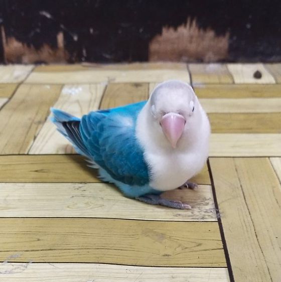 ขายนกเลิฟเบิร์ดสีฟ้าโอพาไล..สนใจโทร 0929135188 รูปที่ 5