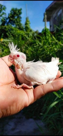 ขายลูกป้อนนกค๊อกคาเทล  สีขาวตาเเดง อัลปิโน่  สนใจโทร 8929135188 รูปที่ 2