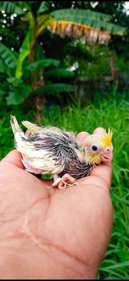 ขายลูกป้อนค๊อกเทล..ไซสขนคลุม..สนใจโทร 0929188 รูปที่ 2