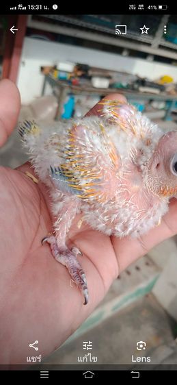 ขายลูกป้อนนกซันคอนัวร์..เหลืองติดพายตั้งเเต่เล็กเลย..สนใจ รูปที่ 4