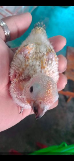 ขายลูกป้อนนกซันคอนัวร์..เหลืองติดพายตั้งเเต่เล็กเลย..สนใจ รูปที่ 2