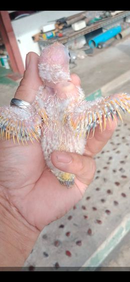 ขายลูกป้อนซันคอนัวร์เพศเมียติดพายเหลืองทัั่งตัว..ราคา9900บาท...สนใจโทร 0929135188 ครับ รูปที่ 8