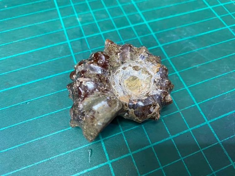 ฟอสซิลหอยแอมโมไนต์ ammonite  รูปที่ 2