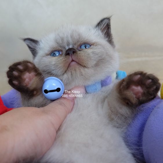 น้องพรไพริน Exotic shorthair เอ็กซ์โซติกขนสั้น สีหิมาลายัน ช็อคโกแลตพ้อย ตาสีฟ้า พ้อยครบ 9 จุด  รูปที่ 9
