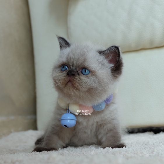 น้องพรไพริน Exotic shorthair เอ็กซ์โซติกขนสั้น สีหิมาลายัน ช็อคโกแลตพ้อย ตาสีฟ้า พ้อยครบ 9 จุด  รูปที่ 2