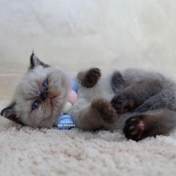 น้องพรไพริน Exotic shorthair เอ็กซ์โซติกขนสั้น สีหิมาลายัน ช็อคโกแลตพ้อย ตาสีฟ้า พ้อยครบ 9 จุด  รูปที่ 11