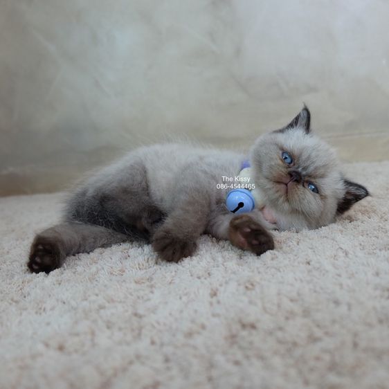 น้องพรไพริน Exotic shorthair เอ็กซ์โซติกขนสั้น สีหิมาลายัน ช็อคโกแลตพ้อย ตาสีฟ้า พ้อยครบ 9 จุด  รูปที่ 10