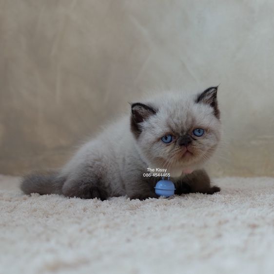 น้องพรไพริน Exotic shorthair เอ็กซ์โซติกขนสั้น สีหิมาลายัน ช็อคโกแลตพ้อย ตาสีฟ้า พ้อยครบ 9 จุด  รูปที่ 4