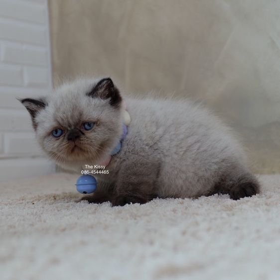 น้องพรไพริน Exotic shorthair เอ็กซ์โซติกขนสั้น สีหิมาลายัน ช็อคโกแลตพ้อย ตาสีฟ้า พ้อยครบ 9 จุด  รูปที่ 3