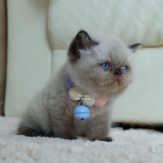 น้องพรไพริน Exotic shorthair เอ็กซ์โซติกขนสั้น สีหิมาลายัน ช็อคโกแลตพ้อย ตาสีฟ้า พ้อยครบ 9 จุด  รูปที่ 16