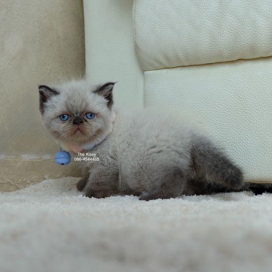 น้องพรไพริน Exotic shorthair เอ็กซ์โซติกขนสั้น สีหิมาลายัน ช็อคโกแลตพ้อย ตาสีฟ้า พ้อยครบ 9 จุด  รูปที่ 13