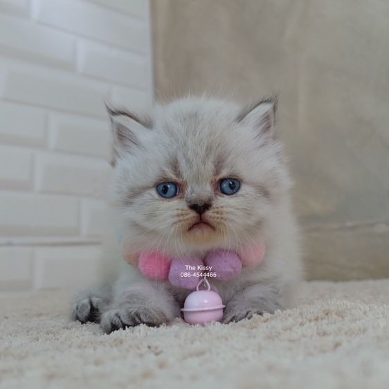 น้องกชพร Exotic longhair เอ็กซ์โซติกขนยาว สีหิมาลายัน ลิ้งซ์พ้อย ตาสีฟ้า พ้อยครบ 9 จุด รูปที่ 8