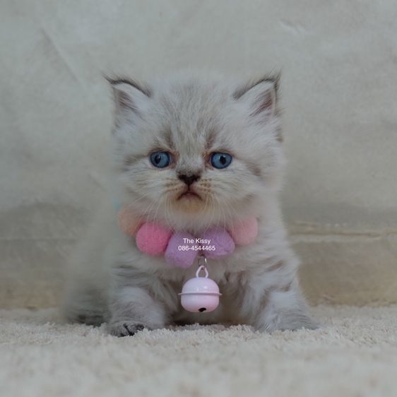 น้องกชพร Exotic longhair เอ็กซ์โซติกขนยาว สีหิมาลายัน ลิ้งซ์พ้อย ตาสีฟ้า พ้อยครบ 9 จุด รูปที่ 2