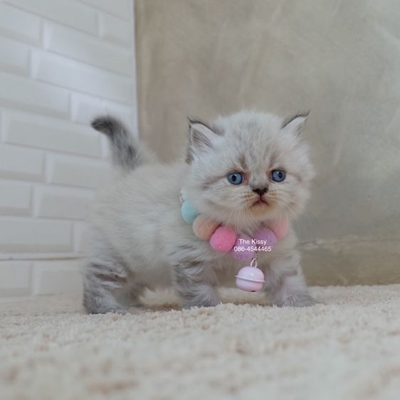 น้องกชพร Exotic longhair เอ็กซ์โซติกขนยาว สีหิมาลายัน ลิ้งซ์พ้อย ตาสีฟ้า พ้อยครบ 9 จุด รูปที่ 10