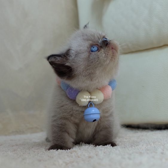 น้องพรไพริน Exotic shorthair เอ็กซ์โซติกขนสั้น สีหิมาลายัน ช็อคโกแลตพ้อย ตาสีฟ้า พ้อยครบ 9 แต้ม รูปที่ 13